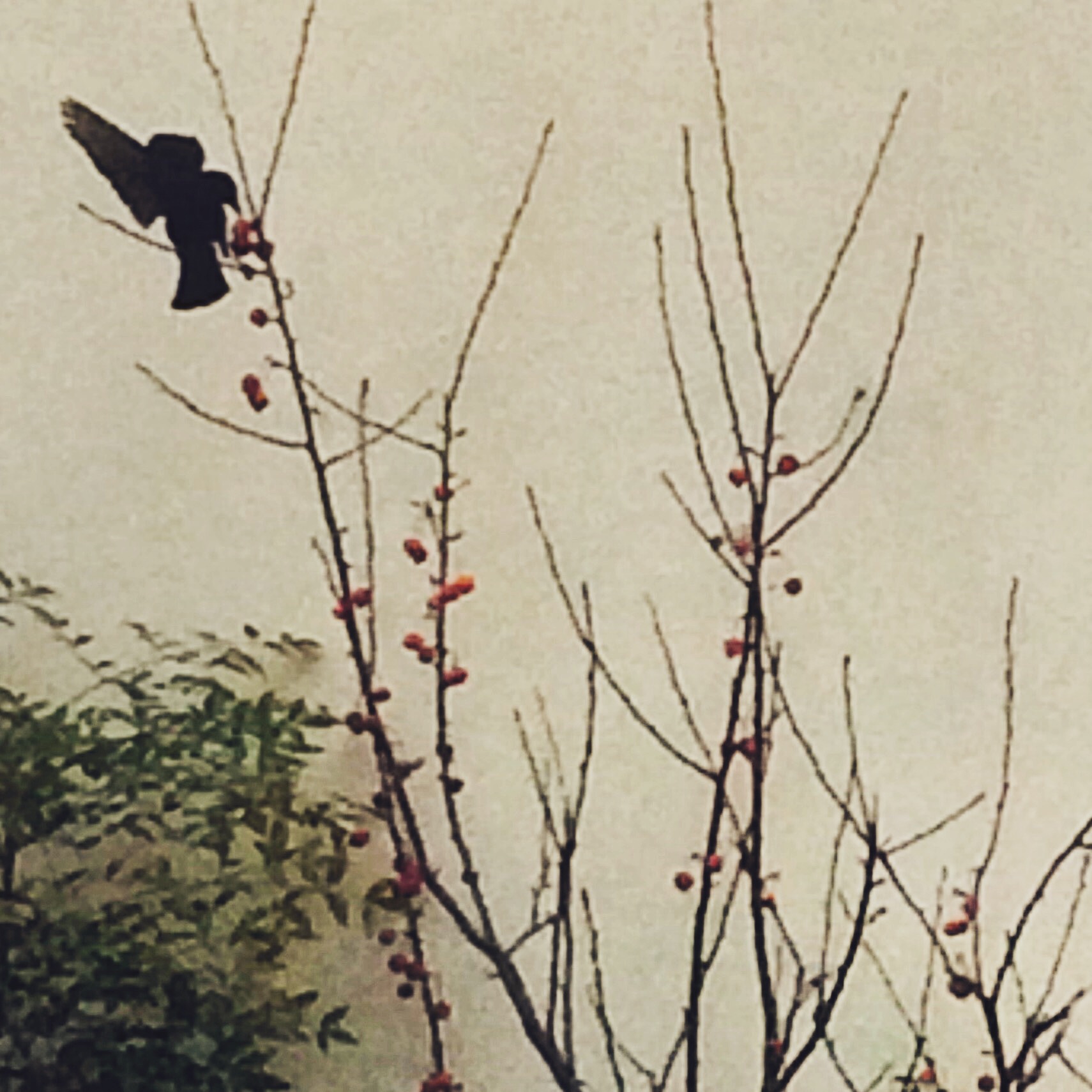 Chiara Mazzola (chiaramazzola) profile | Padlet