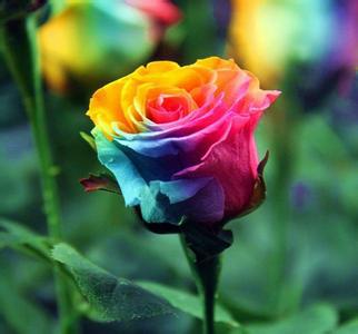 Carolina Gonzalez (carolina_gonzalez7611) profile | Padlet