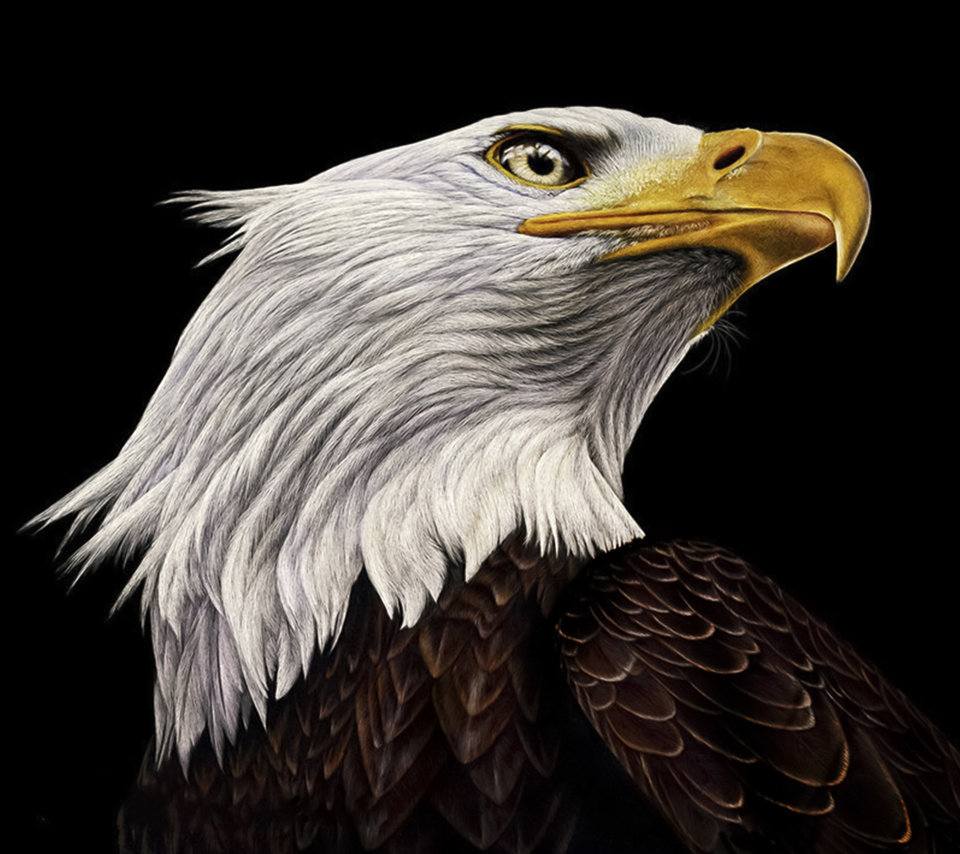 Портрет белогологого орла