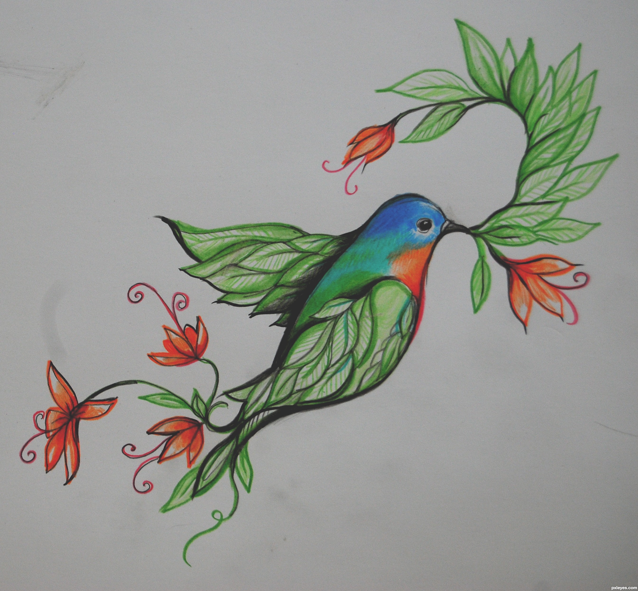 Рисунки птиц для срисовки легкие. Птица рисунок. Колибри рисунок карандашом. Рисунки цветными карандашами для срисовки. Красивые рисунки птиц.