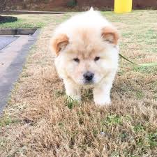 Maya Sanchez (msanchez24370) profile | Padlet