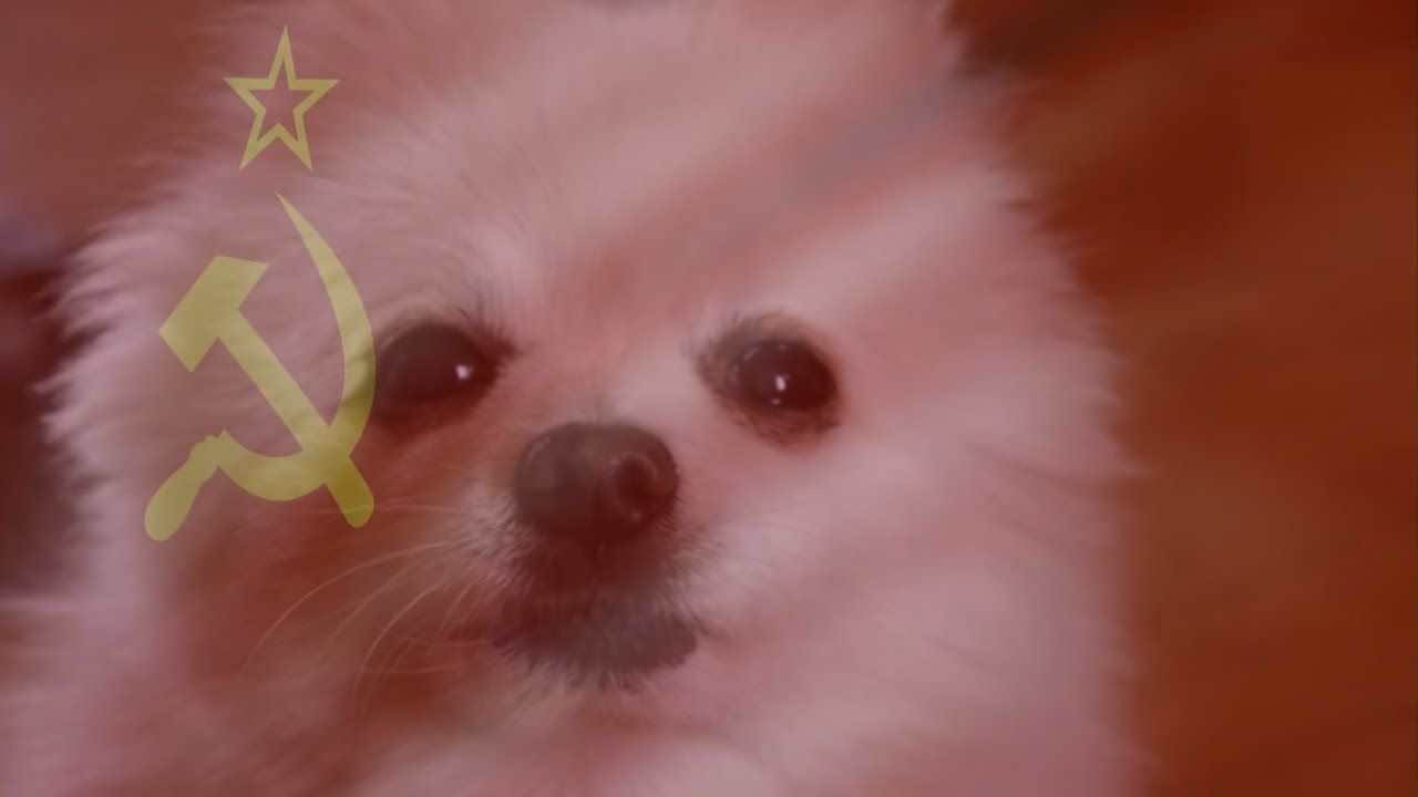 Померанский Шпиц Мем