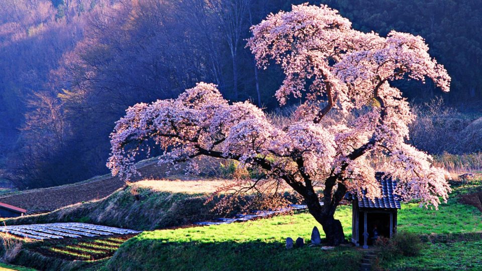 In japan the spring