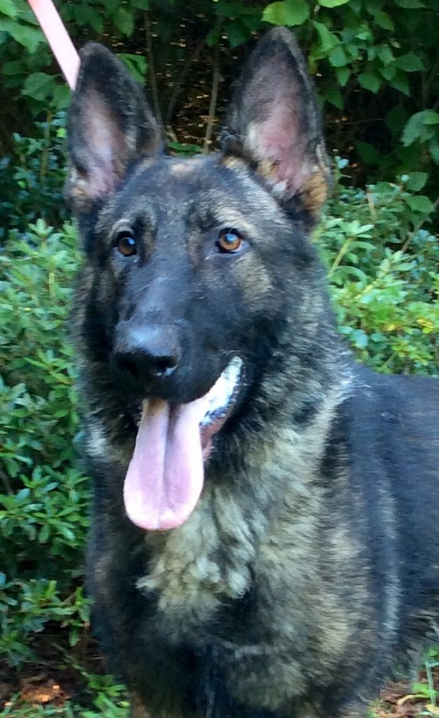k 9 dog price